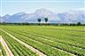 Basil field in Fucino